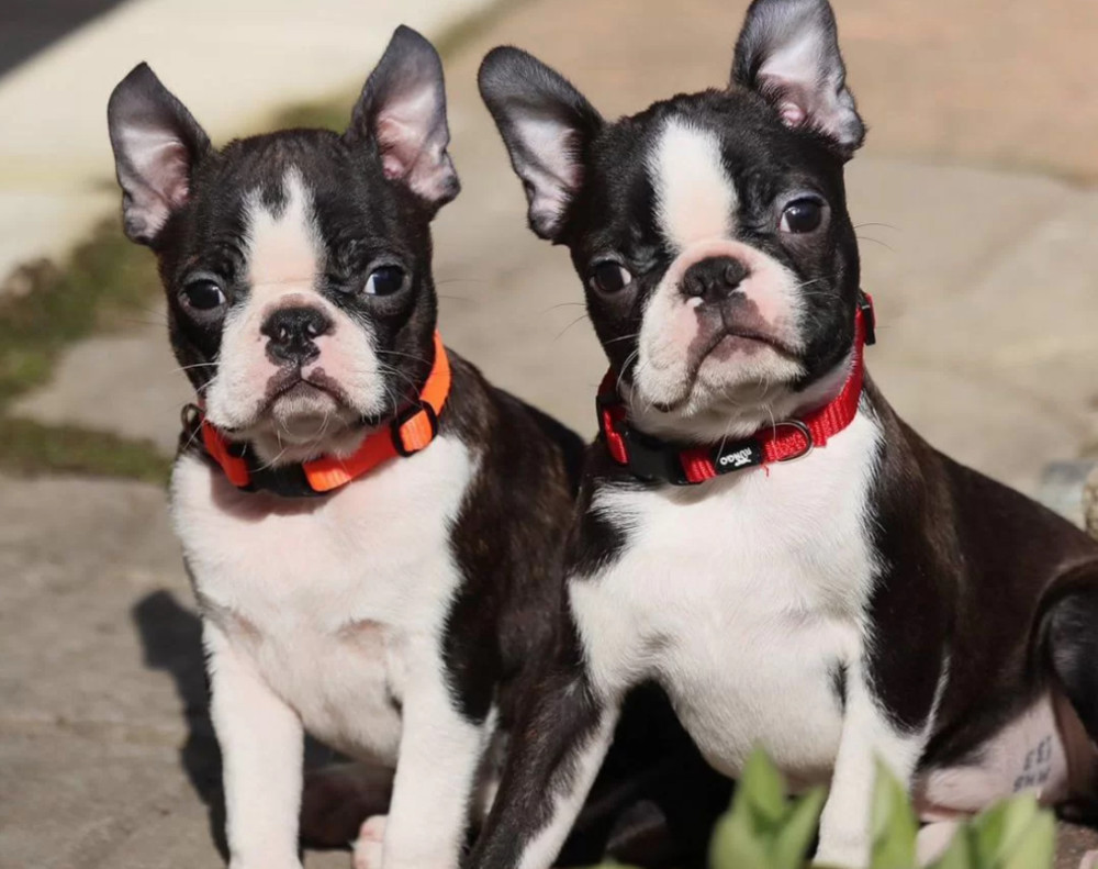 Two Boston Terrier Male Puppies for Sale in Florida (FL)