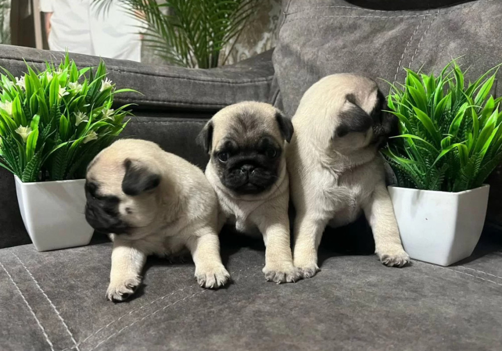 Pug Puppies for Sale in Texas (TX)