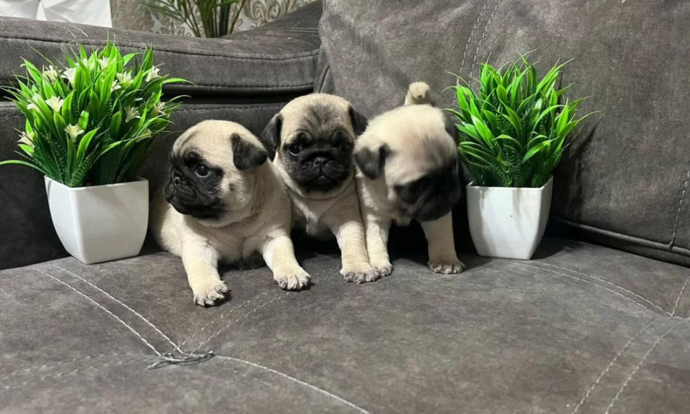 Pug Puppies for Sale in Texas (TX)
