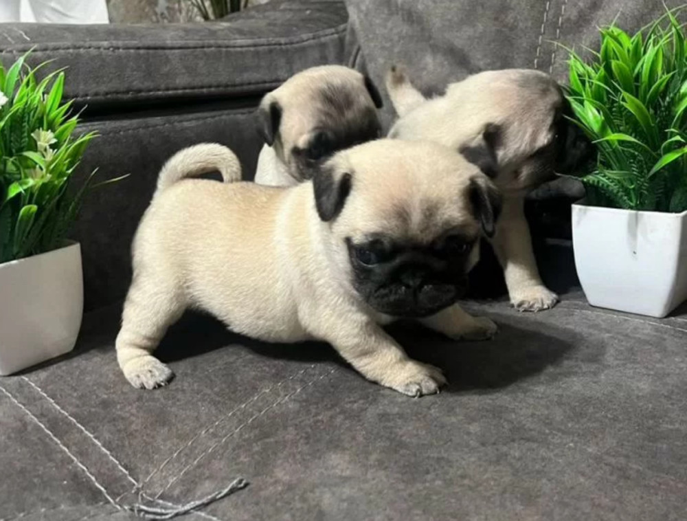 Pug Puppies for Sale in Texas (TX)