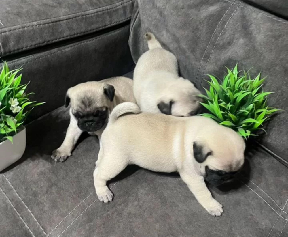 Pug Puppies for Sale in Texas (TX)