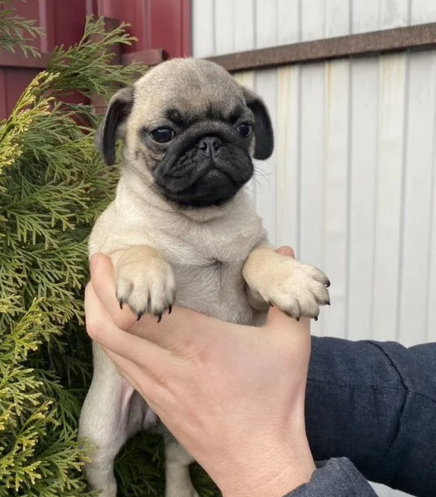 Pug Puppy, Female, 14 Weeks Old, Needs a Home! (New York, NY)