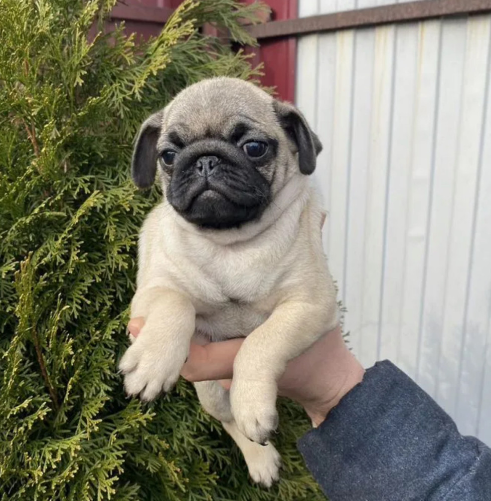 Pug Puppy, Female, 14 Weeks Old, Needs a Home! (New York, NY)