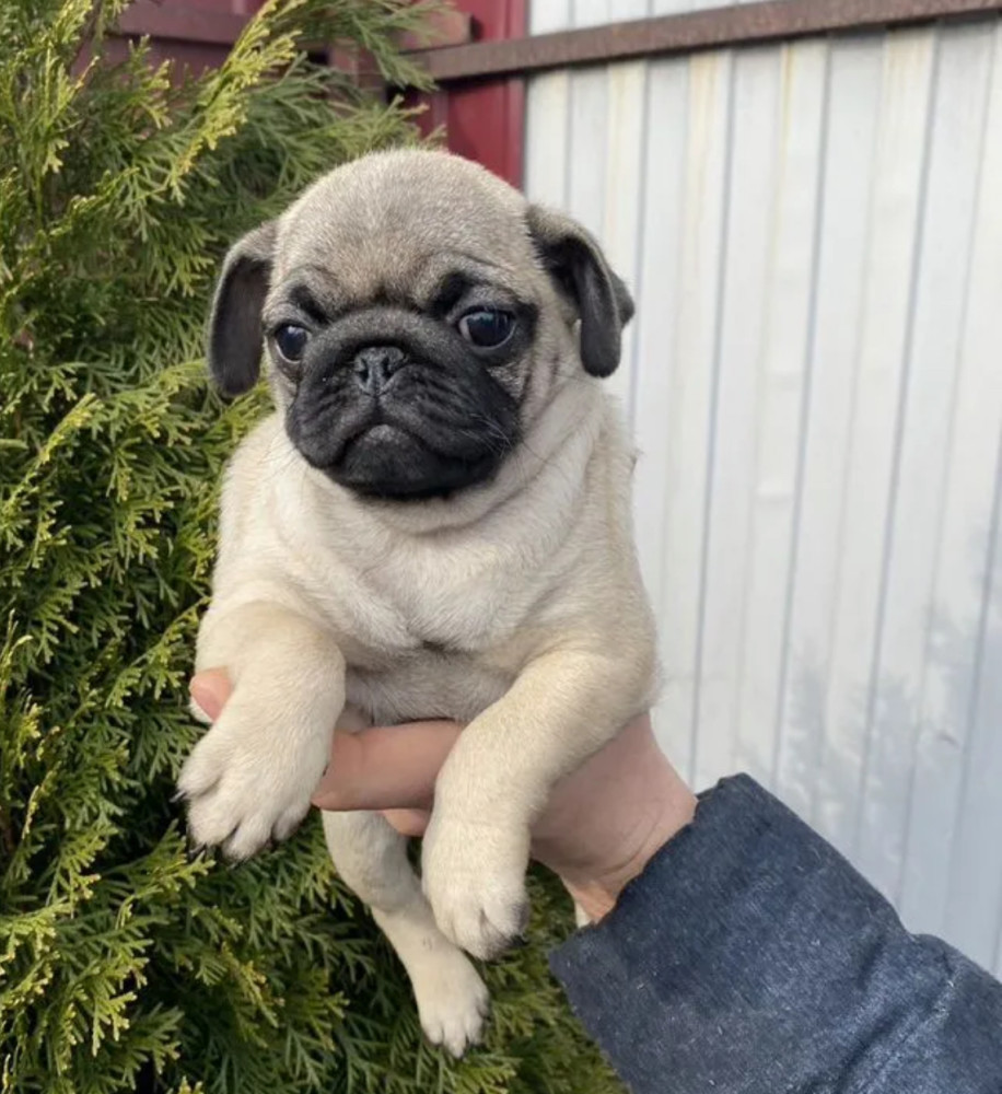 Pug Puppy, Female, 14 Weeks Old, Needs a Home! (New York, NY)