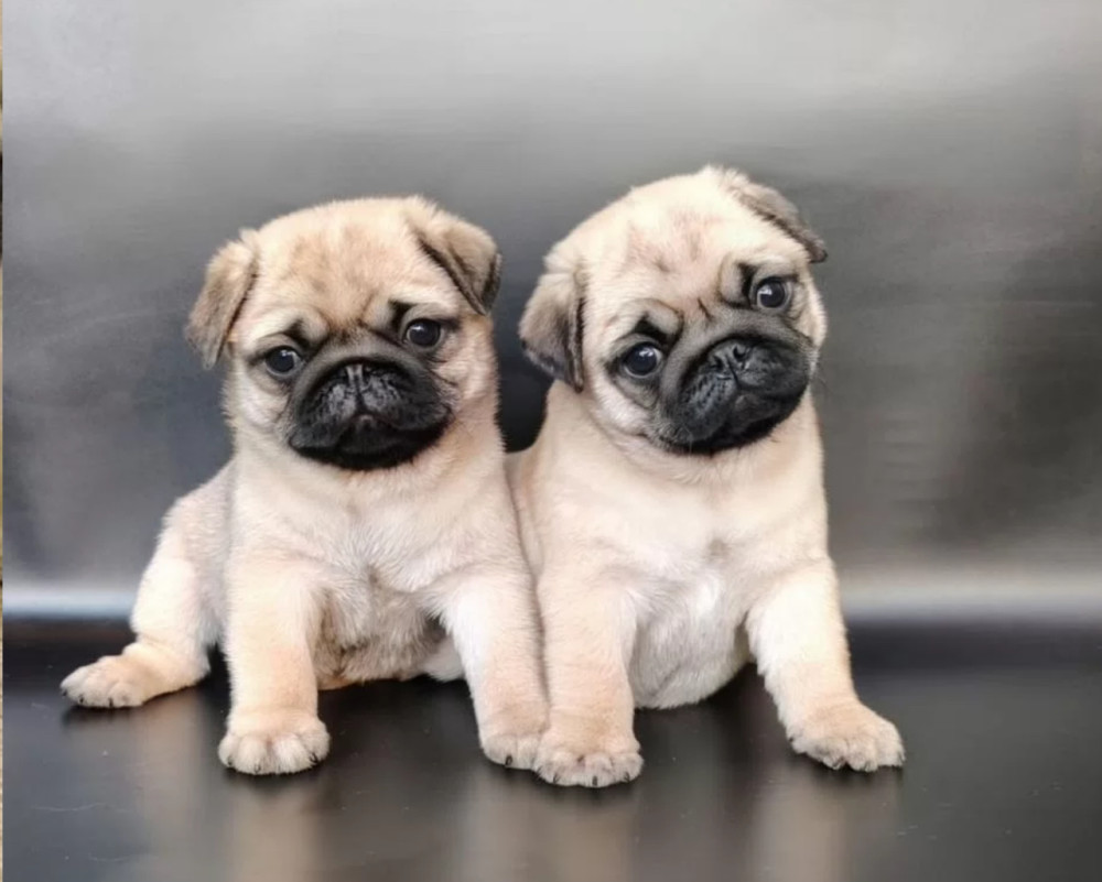 Adorable Pug Puppies Looking for Homes in New York (NY)