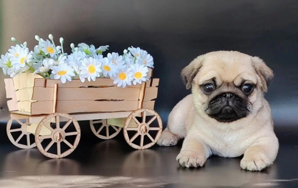 Adorable Pug Puppies Looking for Homes in New York (NY)