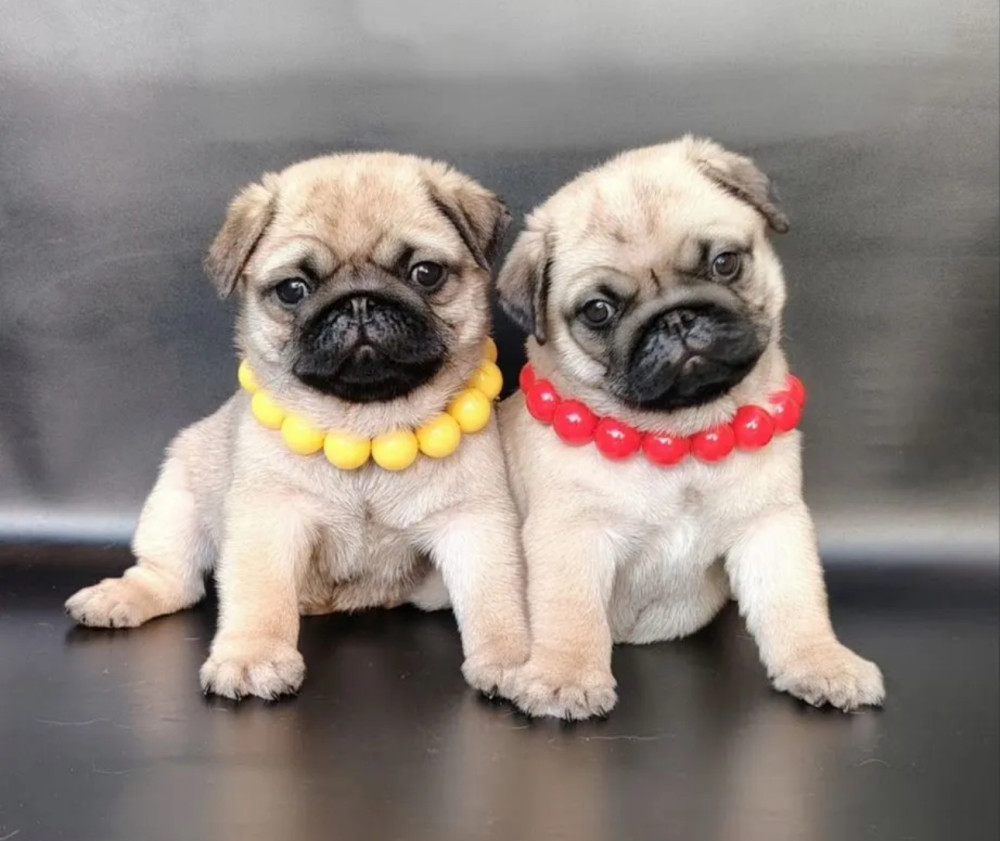 Adorable Pug Puppies Looking for Homes in New York (NY)