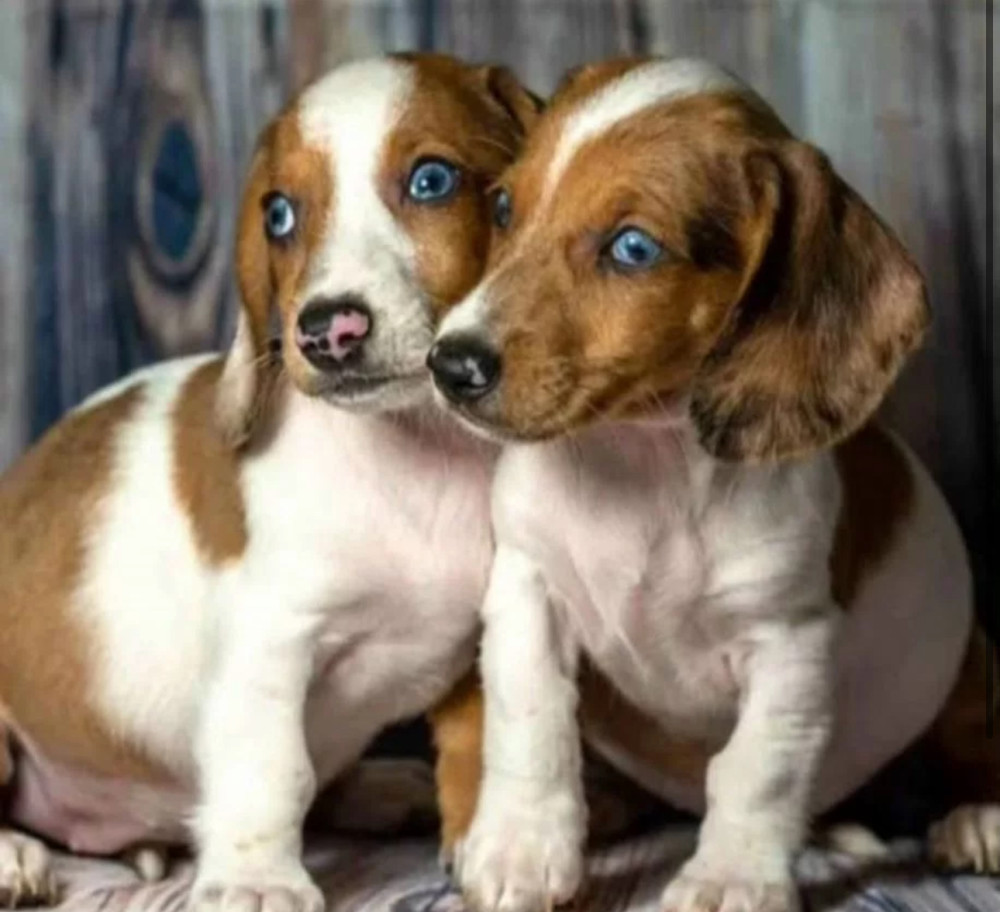 Dachshund Puppies for Sale in Minnesota (MN)