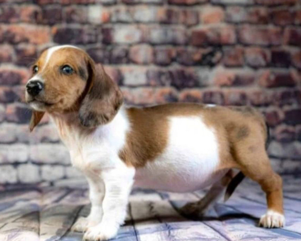 Dachshund Puppies for Sale in Minnesota (MN)