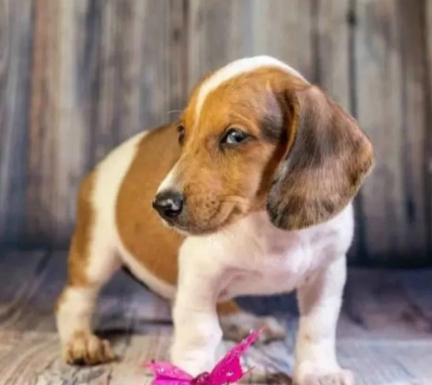 Dachshund Puppies for Sale in Minnesota (MN)