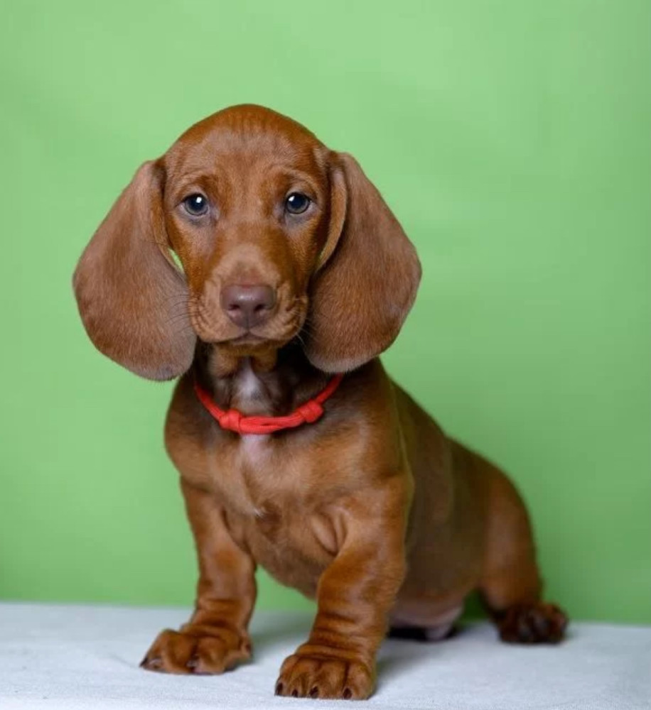 Dachshund Puppy for Sale, Girl Bring Joy to Your Home!