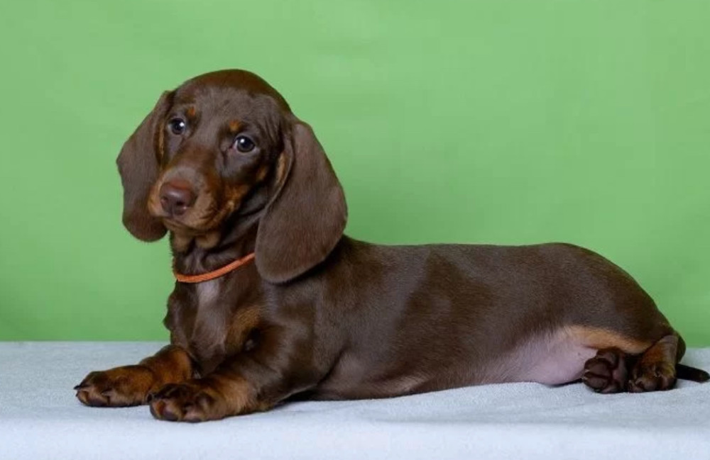 Dachshund Puppy for Sale, Girl Bring Joy to Your Home!