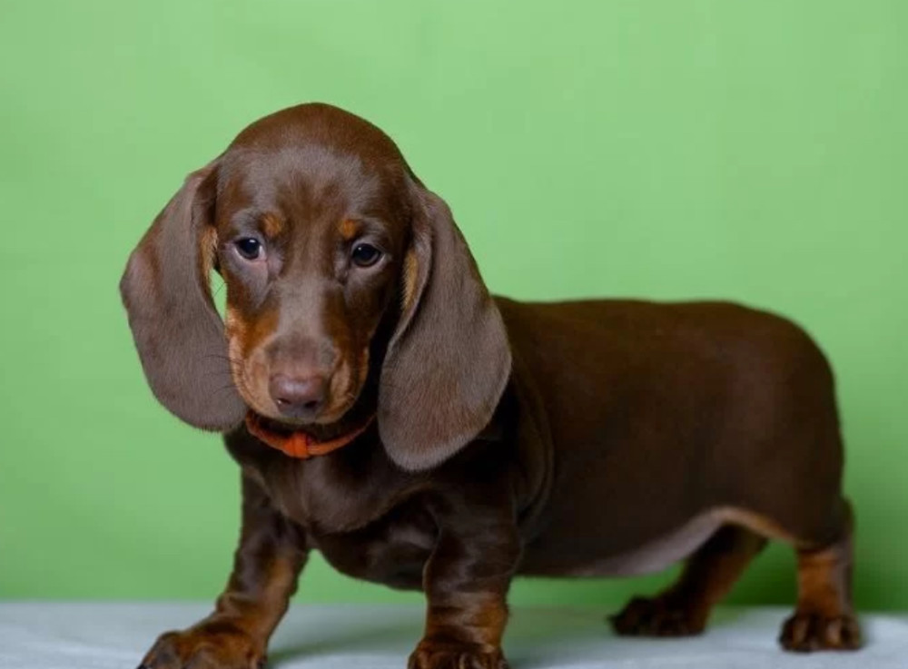 Dachshund Puppy for Sale, Girl Bring Joy to Your Home!