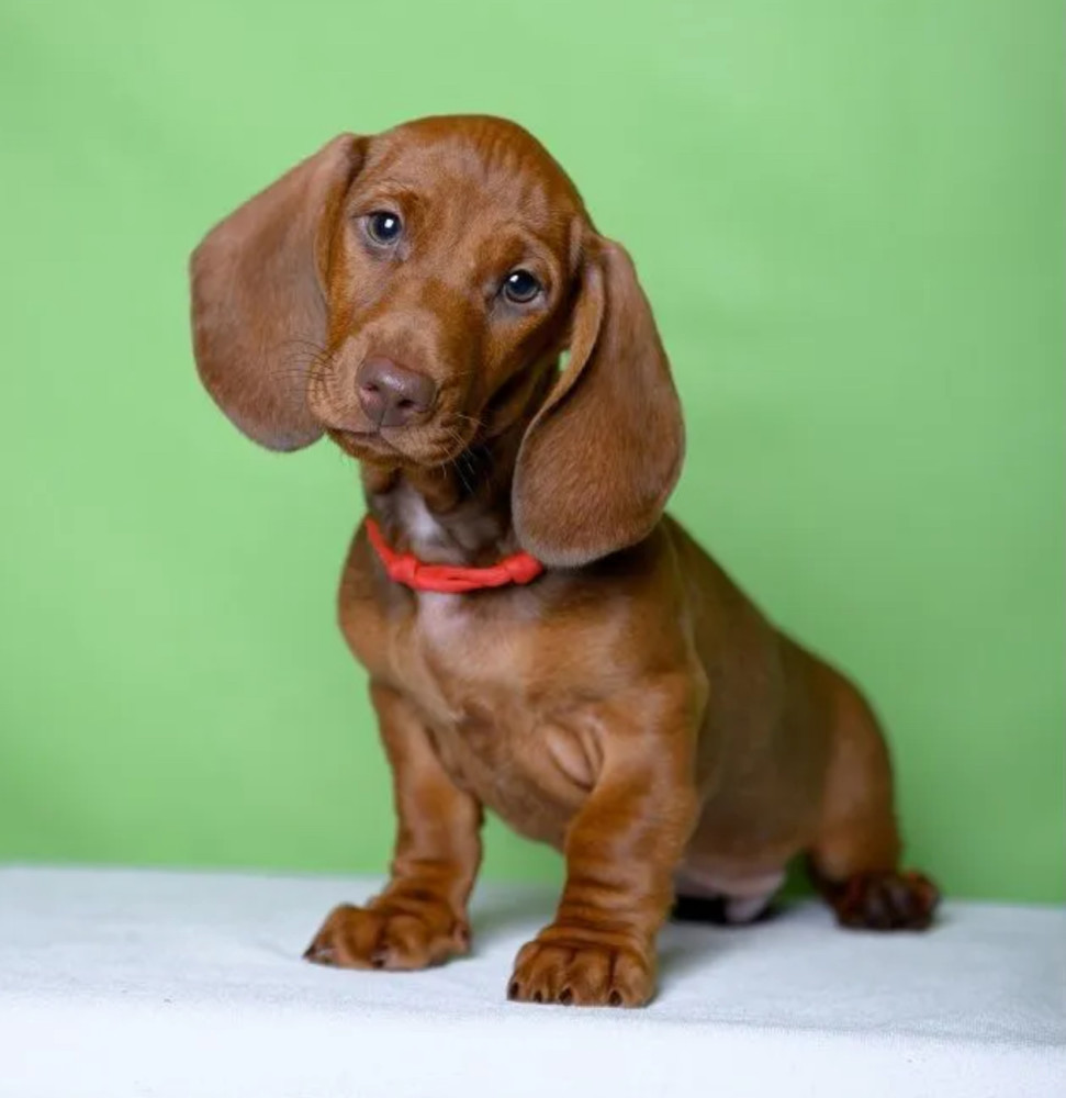 Dachshund Puppy for Sale, Girl Bring Joy to Your Home!