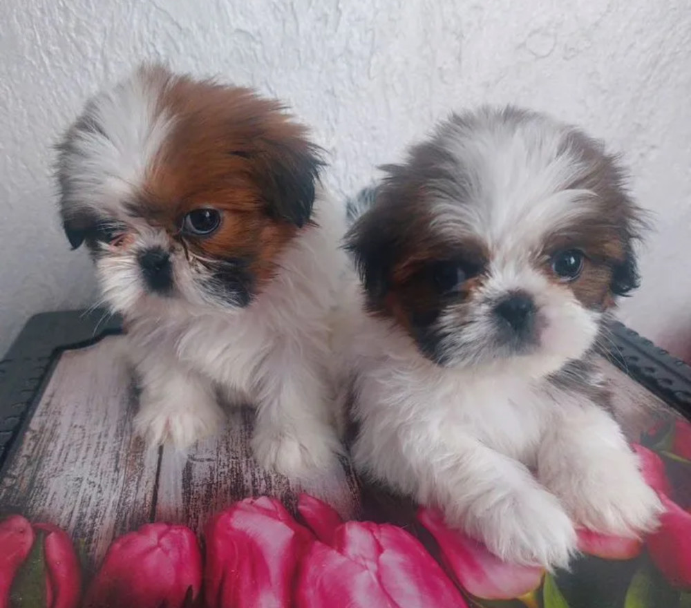 Shih Tzu Puppies for Sale in Texas (TX)