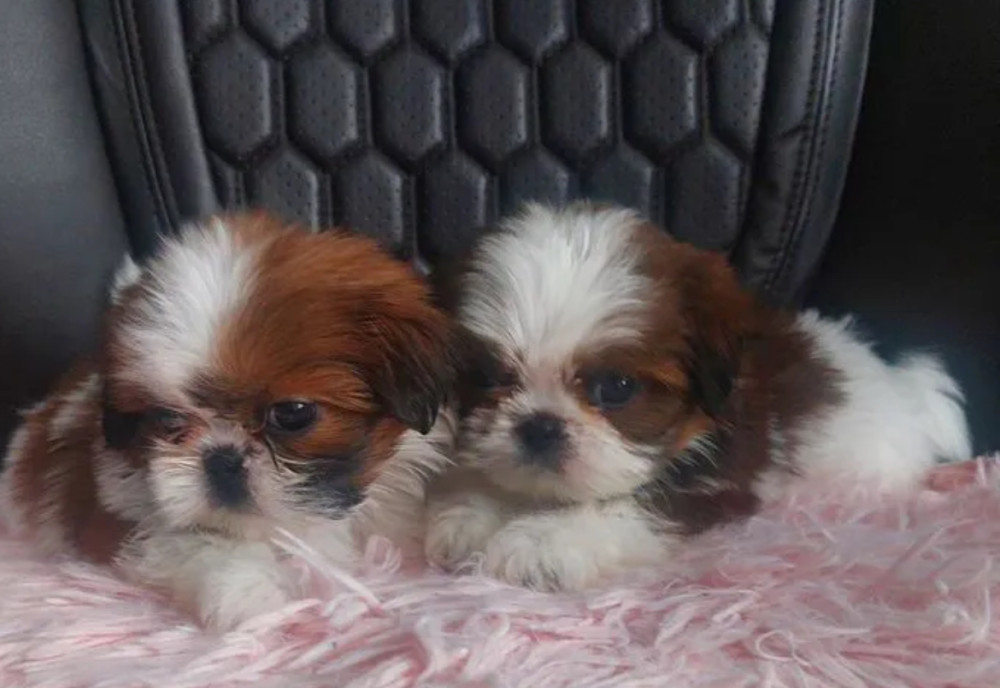 Shih Tzu Puppies for Sale in Texas (TX)