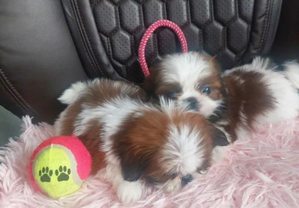 Shih Tzu Puppies for Sale in Texas (TX)