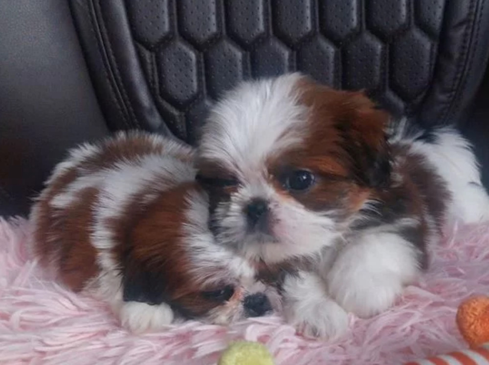 Shih Tzu Puppies for Sale in Texas (TX)
