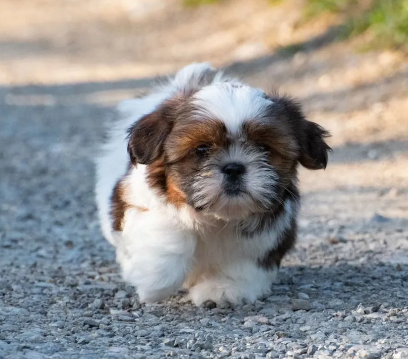 Shih Tzu Puppy for Sale, Female New York (NY)