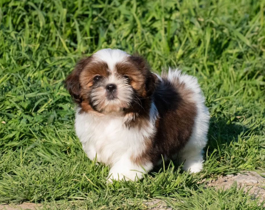 Shih Tzu Puppy for Sale, Female New York (NY)
