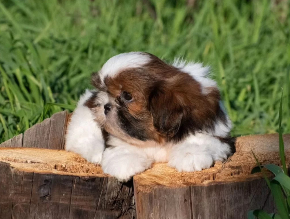Shih Tzu Puppy for Sale, Female New York (NY)