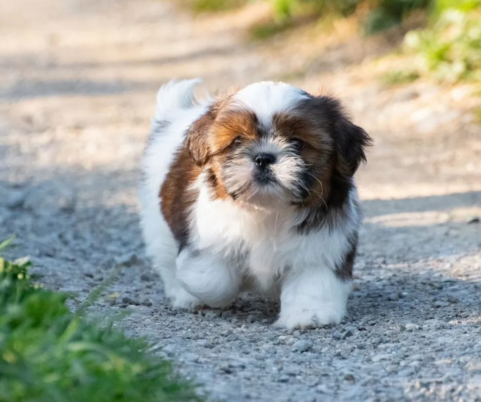 Shih Tzu Puppy for Sale, Female New York (NY)