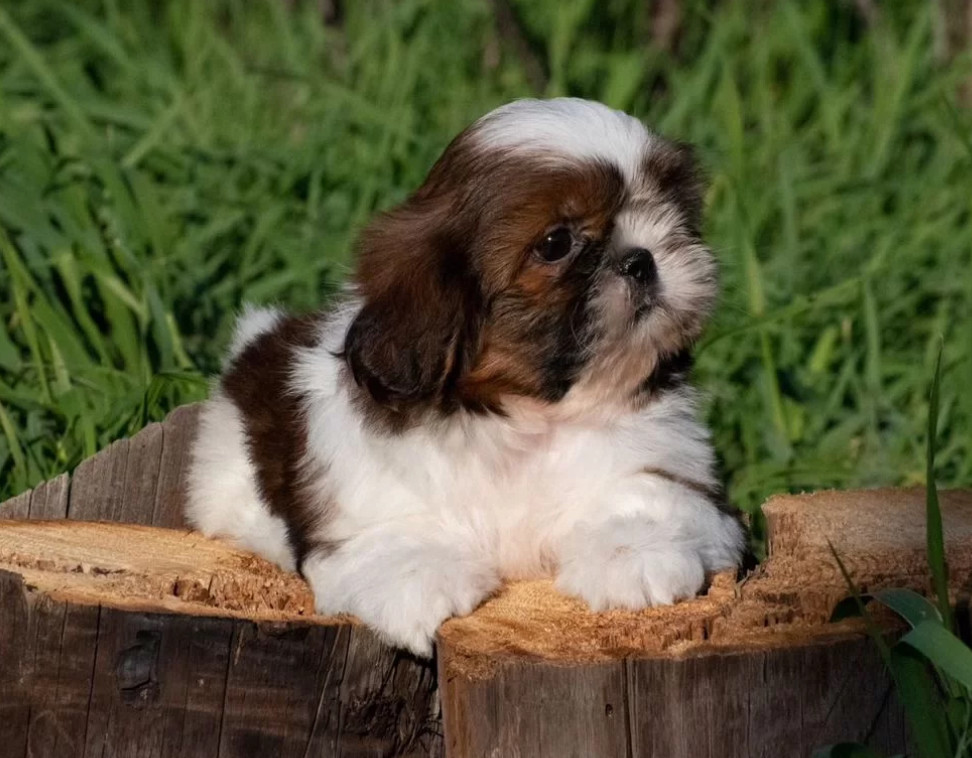 Shih Tzu Puppy for Sale, Female New York (NY)