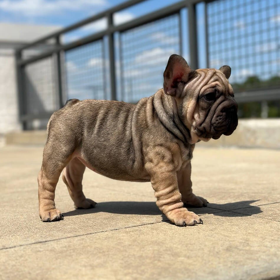 Female Blue Fawn Big Rope