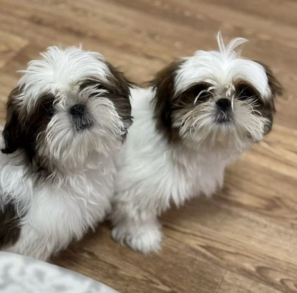 Shih Tzu Puppies for Sale in Texas (TX)