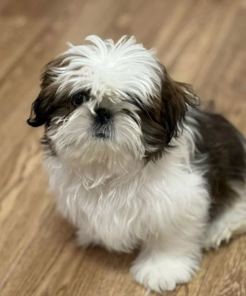 Shih Tzu Puppies for Sale in Texas (TX)