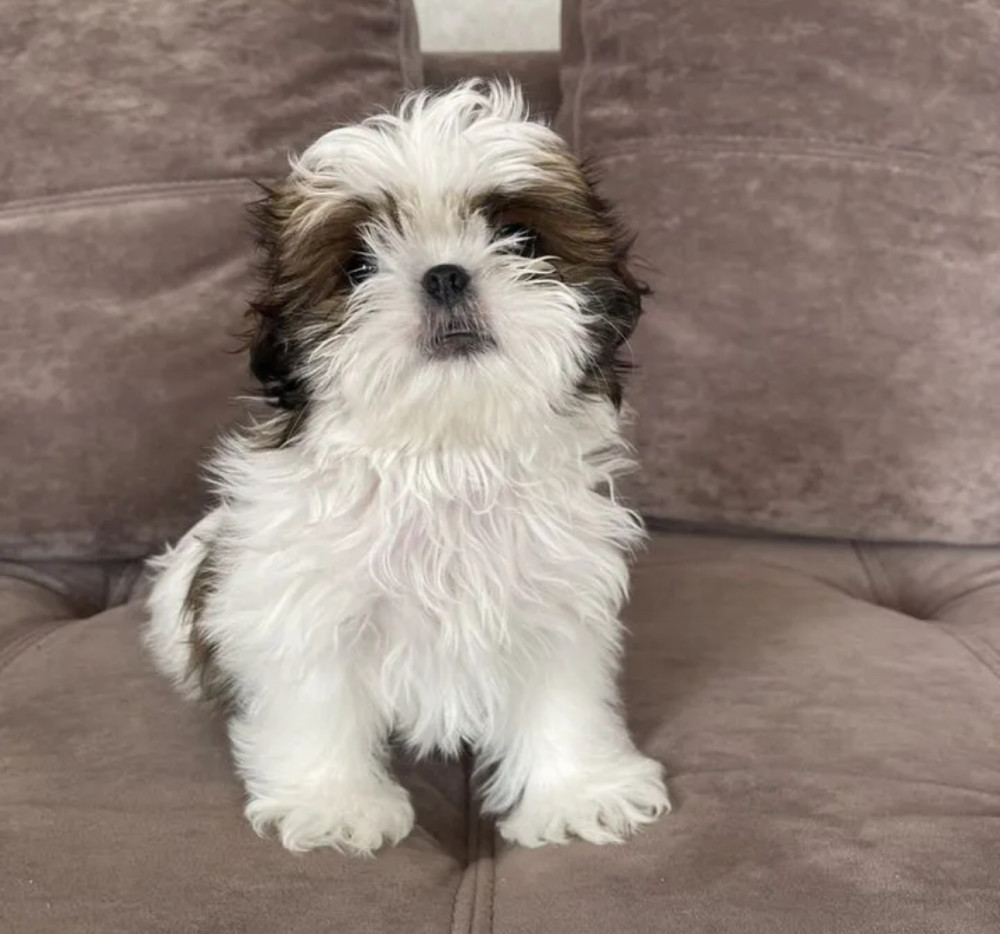 Shih Tzu Puppies for Sale in Texas (TX)