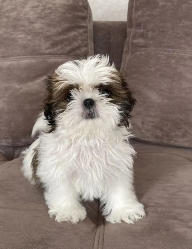 Shih Tzu Puppies for Sale in Texas (TX)