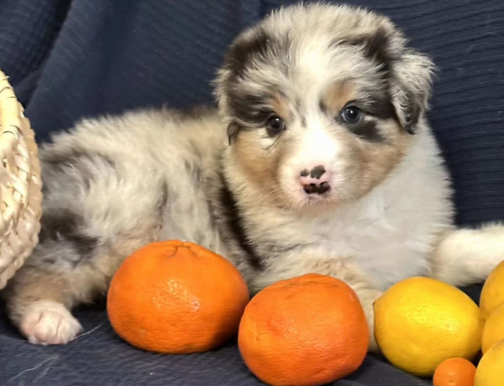 Purebred Australian Shepherd Girl for Sale in New York (NY)