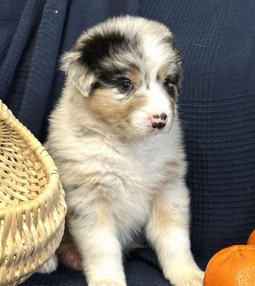 Purebred Australian Shepherd Girl for Sale in New York (NY)