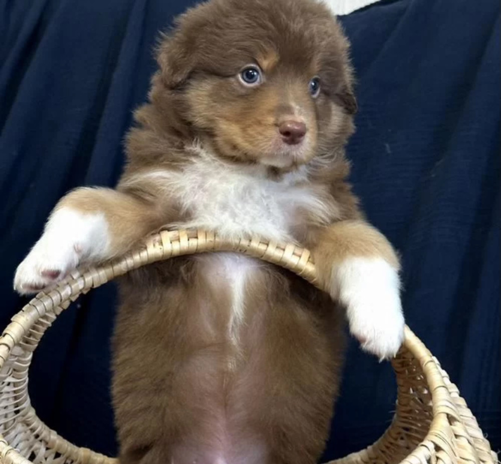Purebred Australian Shepherd Girl for Sale in New York (NY)
