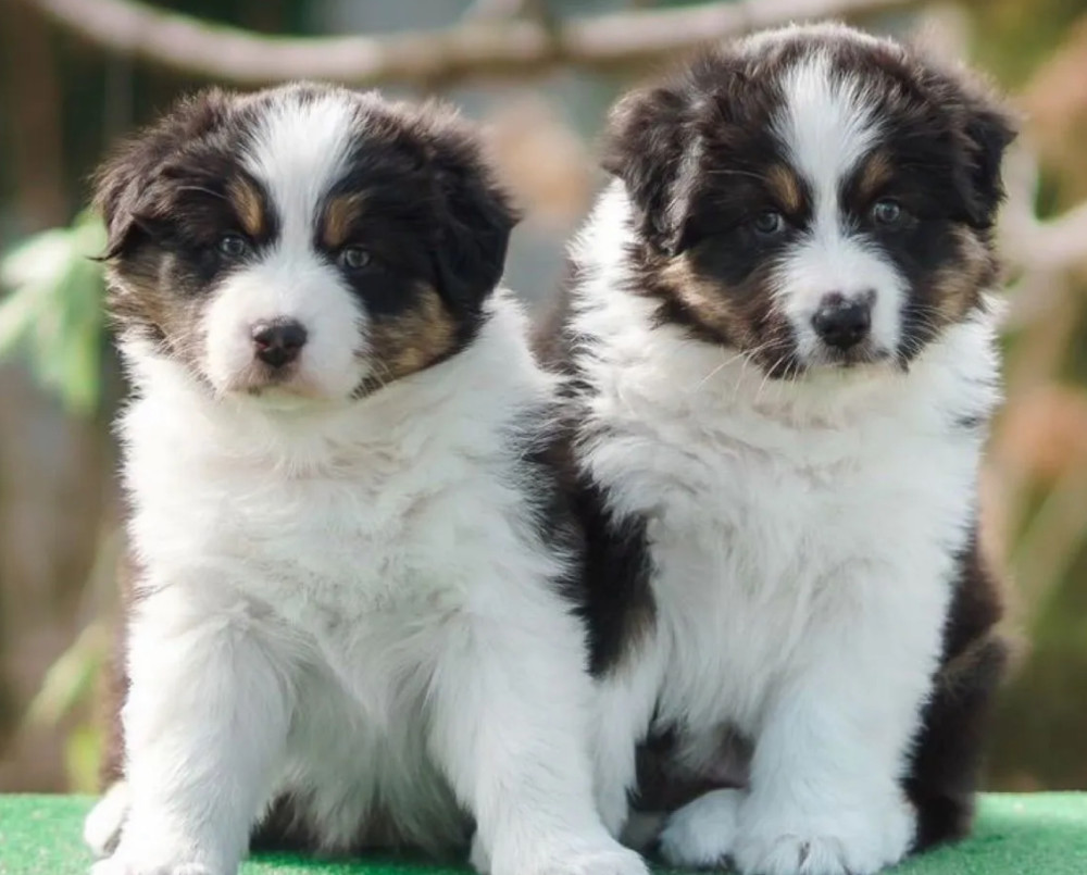 Australian Shepherd Puppies for Sale in New York (NY)