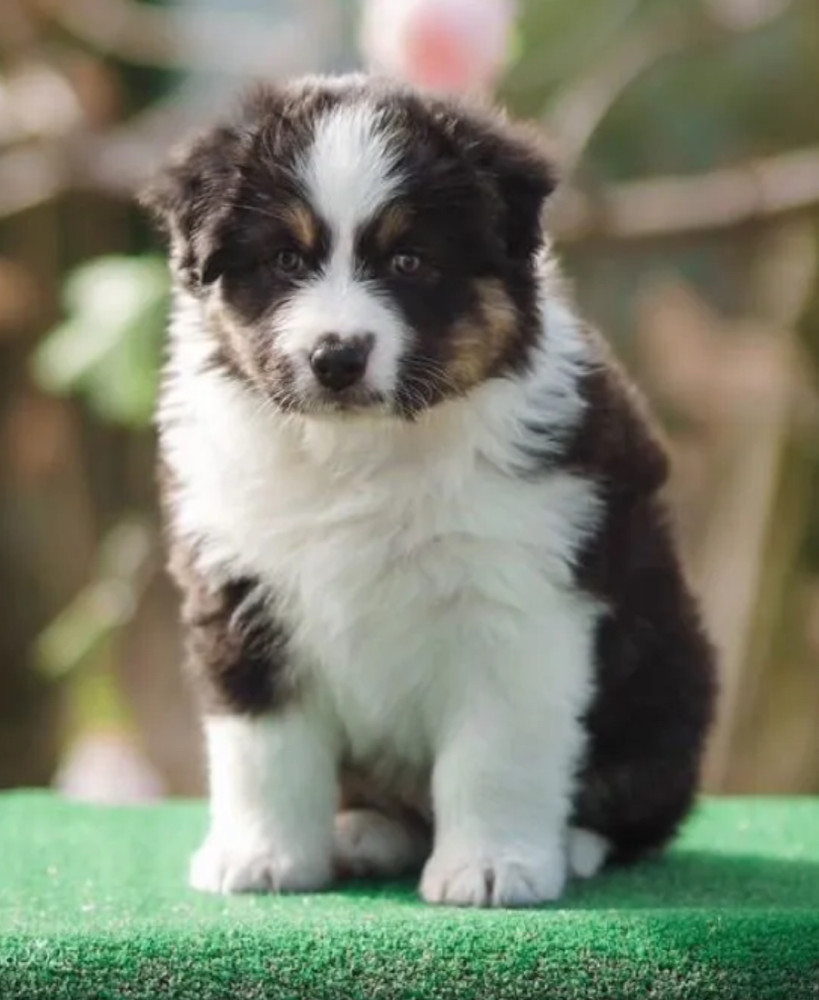 Australian Shepherd Puppies for Sale in New York (NY)