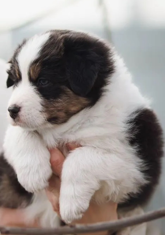 Australian Shepherd Puppies for Sale in New York (NY)
