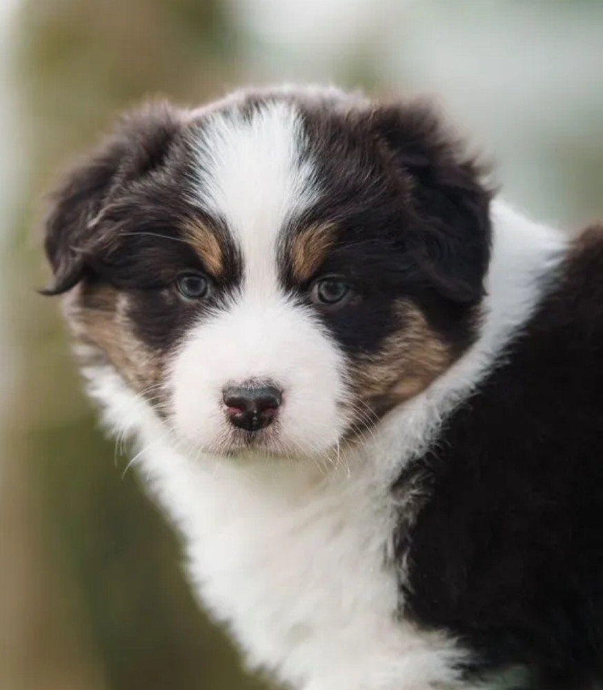 Australian Shepherd Puppies for Sale in New York (NY)