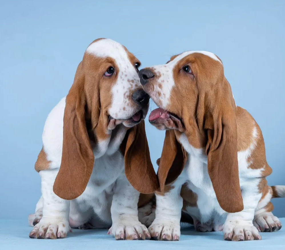 Basset Hound Puppies for Sale in Pennsylvania (PA)