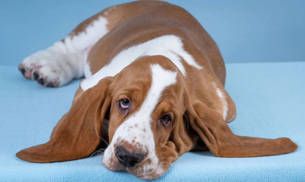 Basset Hound Puppies for Sale in Pennsylvania (PA)