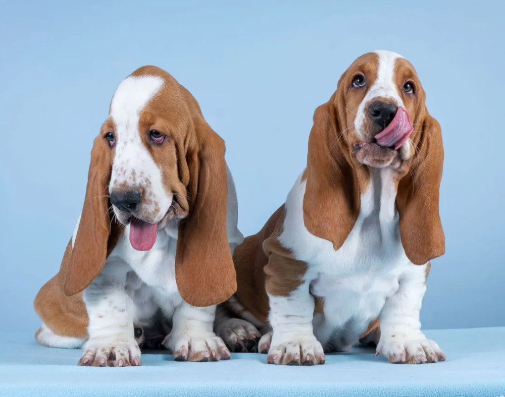 Basset Hound Puppies for Sale in Pennsylvania (PA)