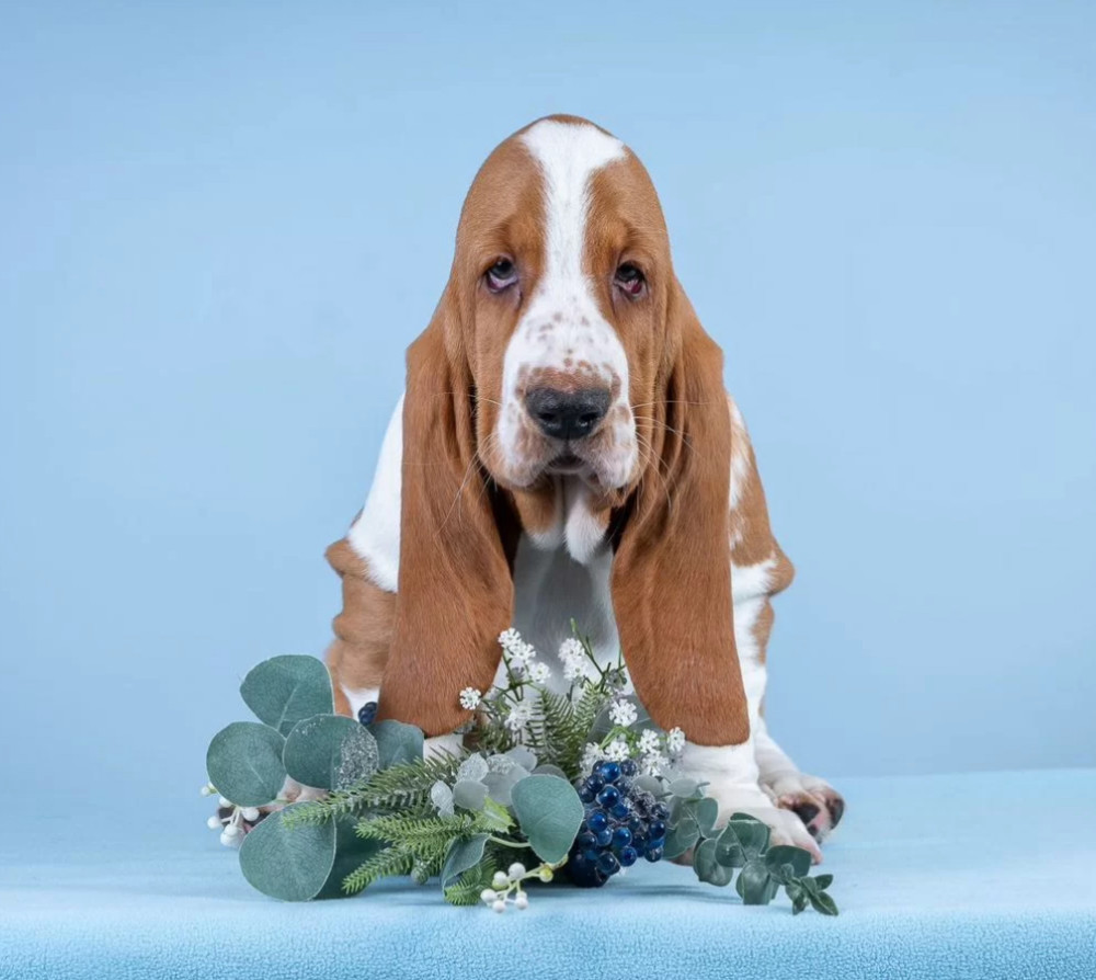 Basset Hound Puppies for Sale in Pennsylvania (PA)