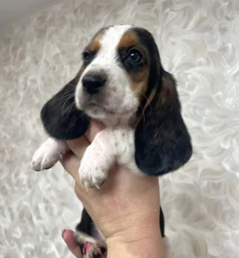Basset Hound Girl Looking for a Home in Texas (TX)