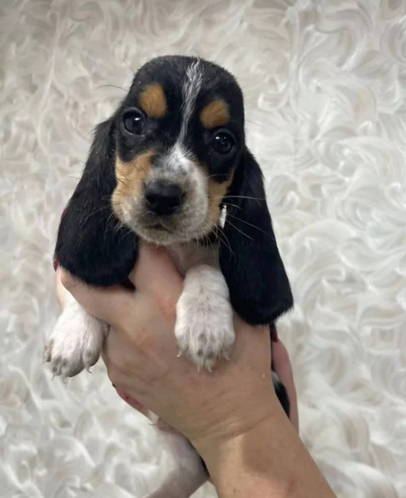 Basset Hound Girl Looking for a Home in Texas (TX)