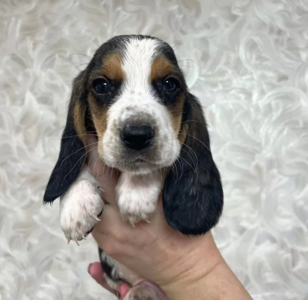 Basset Hound Girl Looking for a Home in Texas (TX)