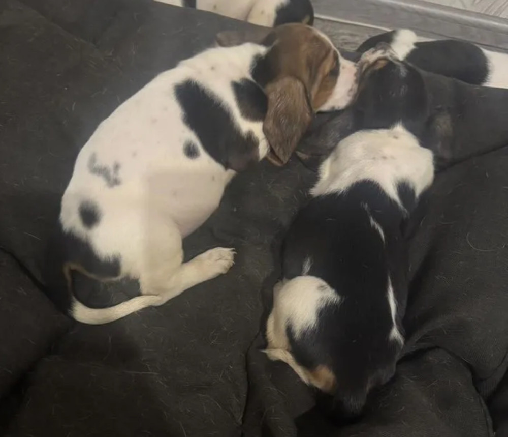 Two Basset Hound Boys Looking for a Home in Texas (TX)