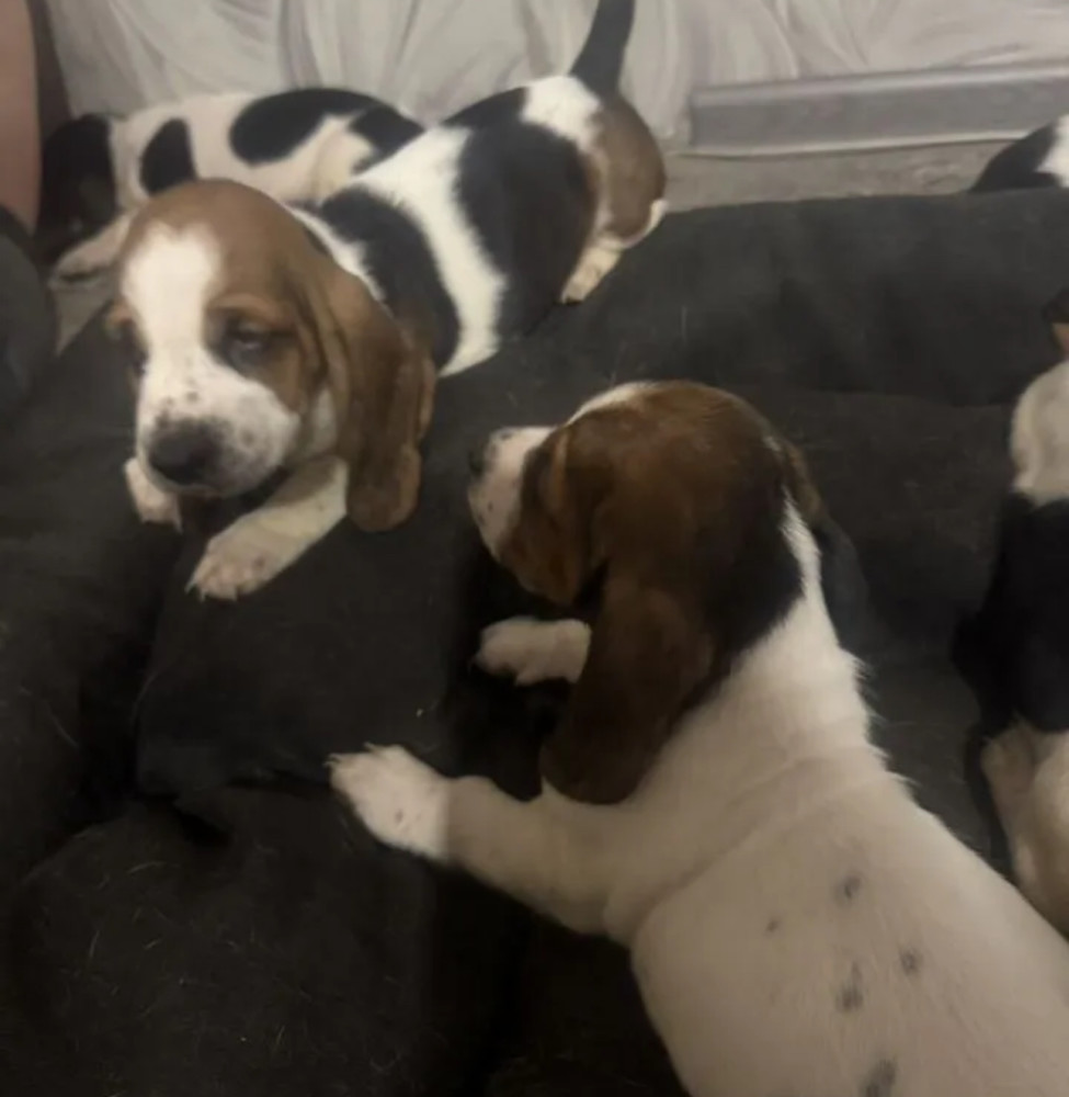 Two Basset Hound Boys Looking for a Home in Texas (TX)