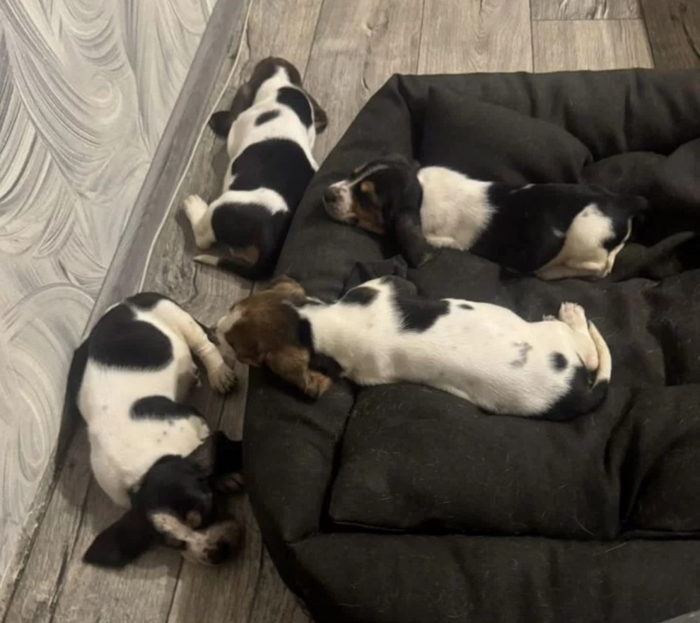 Two Basset Hound Boys Looking for a Home in Texas (TX)