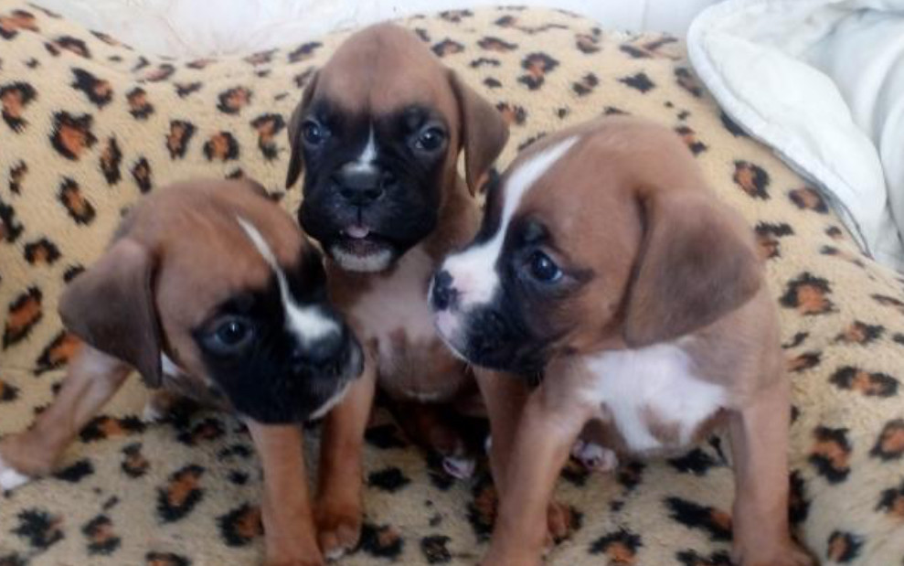 Boxer Puppies for Sale in Illinois (IL)